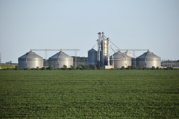 Fototapeta na wymiar Grain Silos in Eastern North Carolina at Sunset behind Corn Field