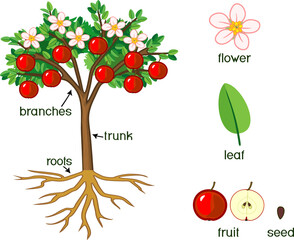 Parts of plant. Morphology of apple tree with fruits, flowers, green leaves, root system and titles 