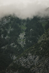 View of fog covered spruce forest in Triglav National park in Julian Alps, Slovenia, during summer.