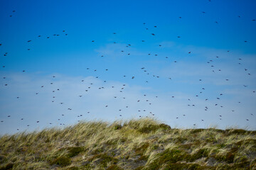 Birds on the West Coast of Denmark
