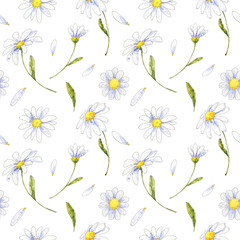 Chamomile floral, seamless pattern hand drawn in watercolor. Herbal summer background. Day of family, love and faithful. Wild field flowers.