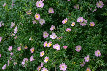 Fototapeta premium Dog rose Rosa canina light pink flowers in bloom on branches, beautiful wild flowering shrub