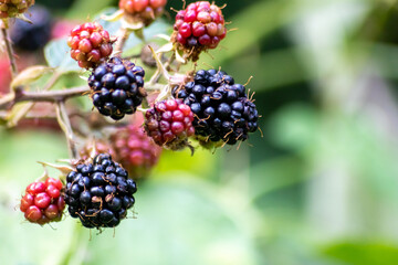 Healthy lifestyle with ripe blackberries grown in your own garden and rich in vitamins are the...