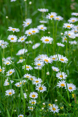 Fototapeta premium Leucanthemum vulgare meadows wild oxeye daisy flowers with white petals and yellow center in bloom, flowering beautiful plants