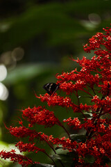 Butterfly on a Clerodendrum paniculatum