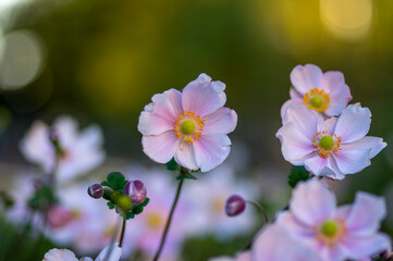 Anemone hupehensis japonica beautiful flowerin plant, flowers with pale pink petals and yellow center in bloom