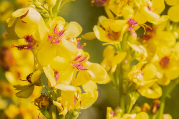 Verbascum nigrum, the black mullein or dark mullein. Flowering plant as background