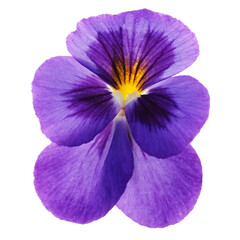 Violet flower isolated on white background