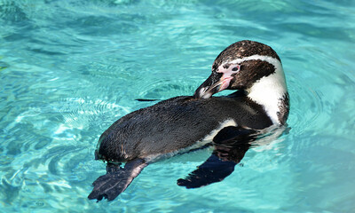 Naklejka premium penguin swimming in the water