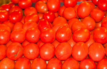 rows of local, freshly picked, ripe tomatoes on display and for sale at a tropical farmers market on a s unnyday