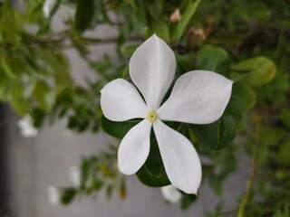 White flower in a plant 
