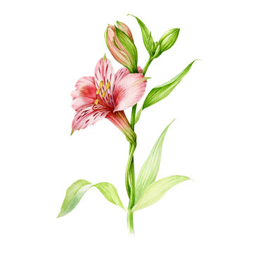 Alstromeria pink flower with buds and green leaves watercolor illustration. Hand drawn botanical beautiful blooming plant single element. Elegant pink garden flower with blossom on white background
