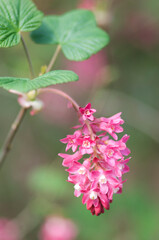 Ribes sanguine, flower portrait