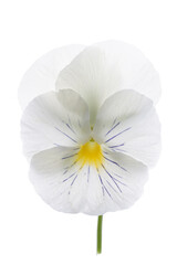 White Violet flower, isolated