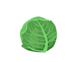 Healthy food vector illustration. Cabbage vegetable in bright color cartoon flat style isolated on white background. Organic meal concept