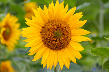 Sustainable agriculture field of sunflowers in summer shows a blooming mono culture of plantation growing as organic food and beautiful meadow for bees and honey production