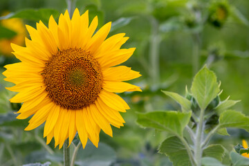 Sustainable agriculture field of sunflowers in summer shows a blooming mono culture of plantation growing as organic food and beautiful meadow for bees and honey production