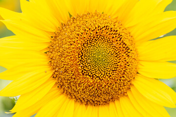 Sustainable agriculture field of sunflowers in summer shows a blooming mono culture of plantation growing as organic food and beautiful meadow for bees and honey production