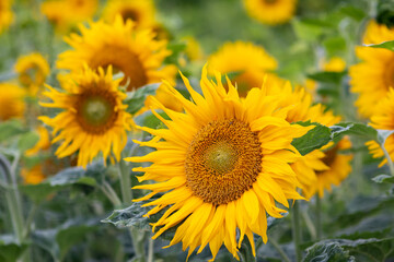 Sustainable agriculture field of sunflowers in summer shows a blooming mono culture of plantation growing as organic food and beautiful meadow for bees and honey production