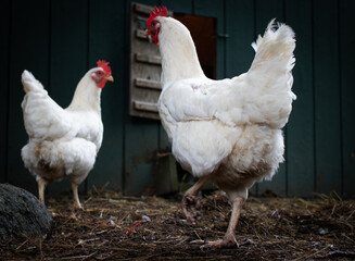 free range chicken