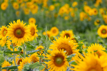 Obraz premium Sustainable agriculture field of sunflowers in summer shows a blooming mono culture of plantation growing as organic food and beautiful meadow for bees and honey production