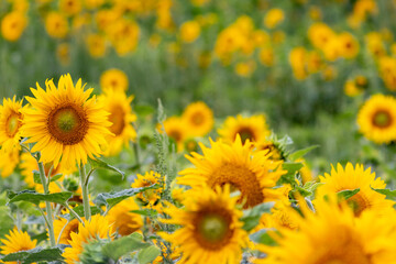 Obraz premium Sustainable agriculture field of sunflowers in summer shows a blooming mono culture of plantation growing as organic food and beautiful meadow for bees and honey production
