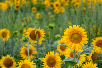 Obraz premium Sustainable agriculture field of sunflowers in summer shows a blooming mono culture of plantation growing as organic food and beautiful meadow for bees and honey production