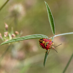 Fototapeta premium Insecte sur une plante