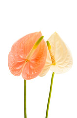 beautiful anthurium flower isolated