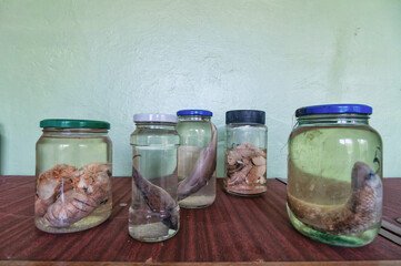 Laboratory of Hydrobiology animal building in Pripyat, Chernobyl exclusion Zone. Chernobyl Nuclear...