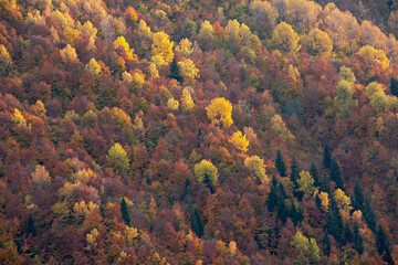 Fototapeta na wymiar Fall colors in the Caucasus Mountains, Georgia
