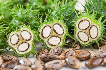 fruits and castor oil in bowl on the table, Ricinus communis © Alexander Ruiz