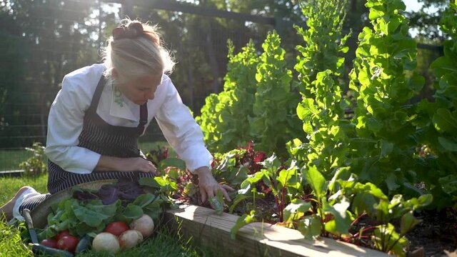 Happy young woman chef farmer picking organic beet vegetables sunlight agriculture farm field harvest garden nutrition organic fresh outdoor slow motion