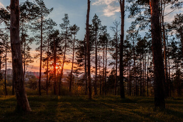 A sunrise viewed from a the forest.