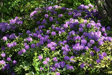 Beautiful purple Rhododendron flowers, in the garden.