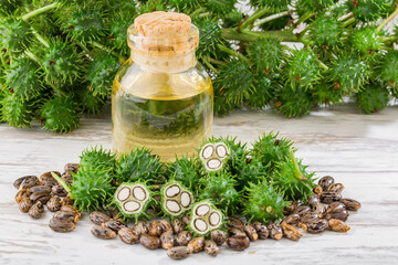 fruits and castor oil in bowl on the table, Ricinus communis © Alexander Ruiz
