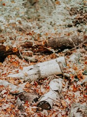 birch logs in the forest in autumn
