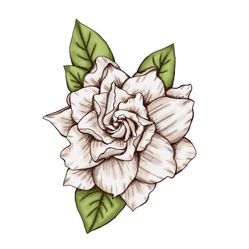 Gardenia Drawing Images – Browse 828 Stock Photos, Vectors, and Video |  Adobe Stock