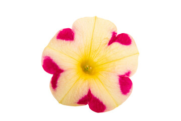 Obraz na płótnie Canvas yellow-red petunia isolated