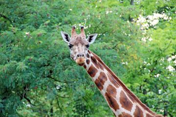 head of spotted giraffe on background of green foliage. Tallest animal