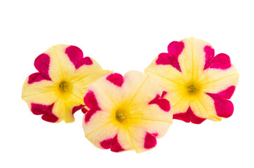 yellow-red petunia isolated