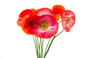 bouquet of red poppies isolated