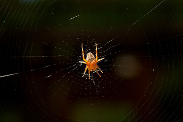 macro of cross spider sitting in cobweb by bright sunlight in front of dark background