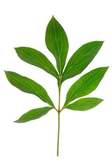 Green peony leaf, back light