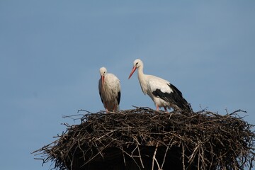 male and femal storck on their nest