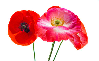 Obraz premium bukiet czerwonych maków na białym tle