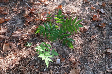 Planta en el suelo verde