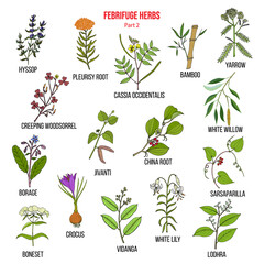 Febrifuge herbs collection. Part 2. © foxyliam