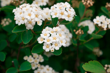 White flowers in beautiful green dense grass. White flowers close up