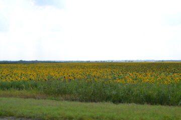 Sunflower field, Krasnodar, Russia